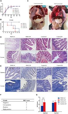 Difference analysis of intestinal microbiota and metabolites in piglets of different breeds exposed to porcine epidemic diarrhea virus infection